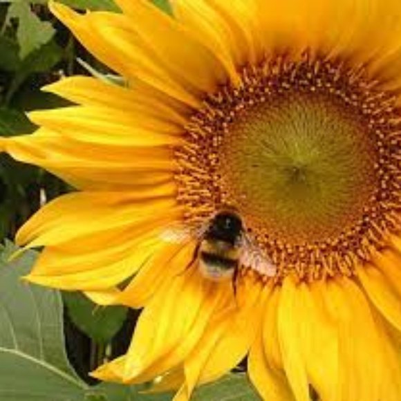 Meet your Posher, Karmin - Picture 1 of 1